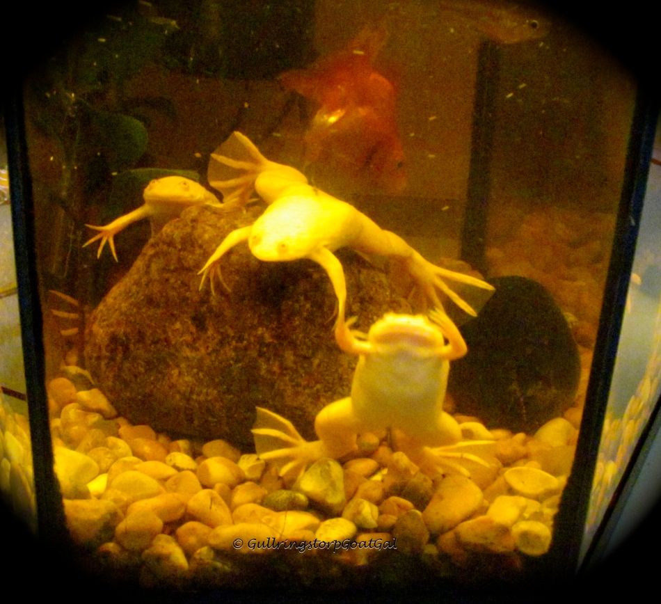 There are all 3 of our little frogs and a companion gold fish who soon out grew the small tank and was moved to our larger tank
