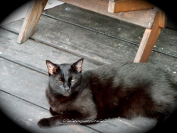 Puck enjoying the deck at the summer house
